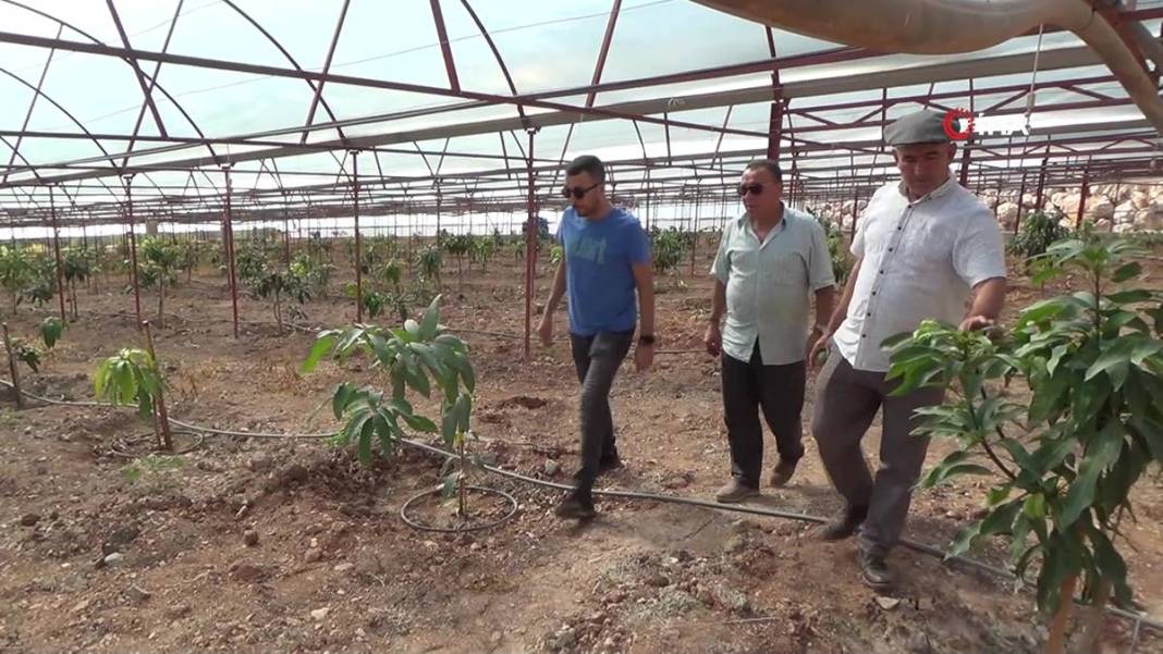 Domatesleri söküp tüm serasına bu meyveden ekti: Şimdi kazandığı parayı hesaplayamıyor! Kilosu 200 TL 1